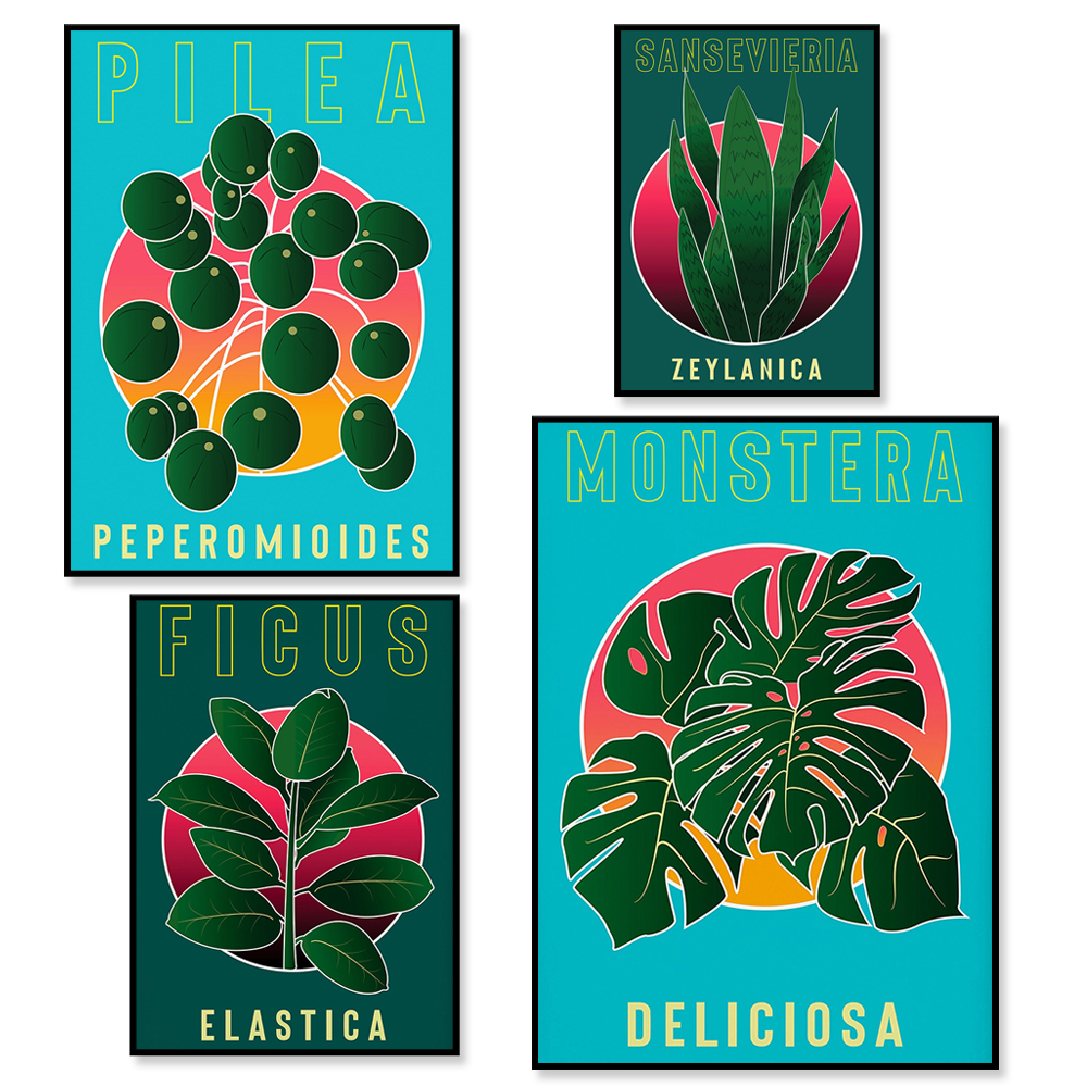 Rubber Plant Ficus - Monstera Deliciosa, Sansevieria, Rubber Plant Ficus