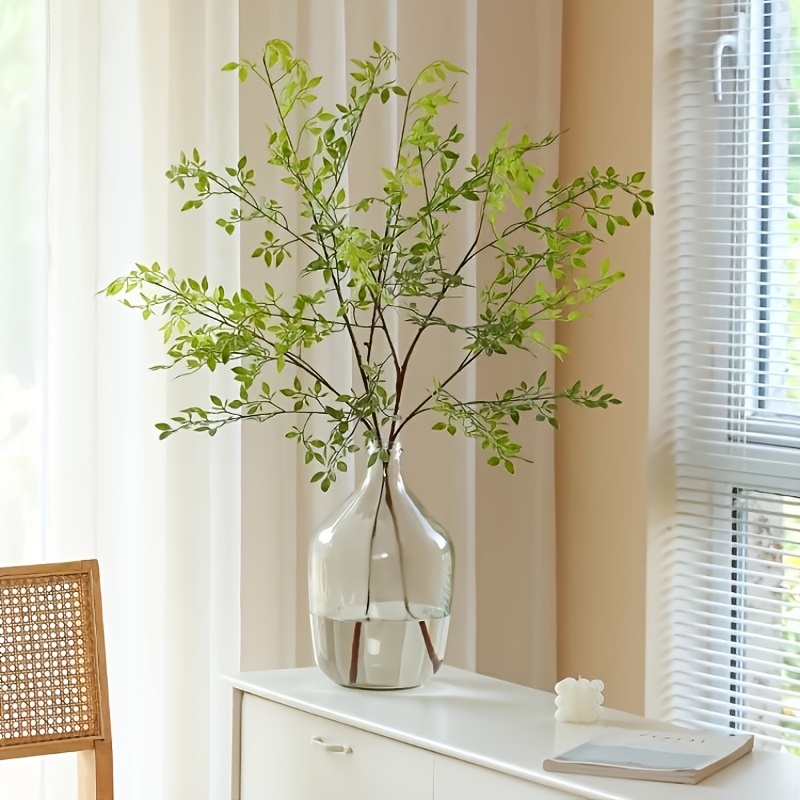 1 Piece, Single Stem, Without  - Rubber Plant Ficus recensione e prezzo