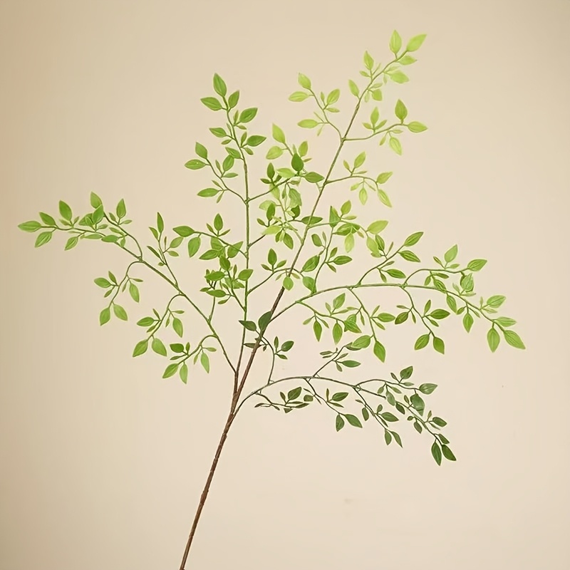 1 Piece, Single Stem, Without  - Rubber Plant Ficus recensione e prezzo