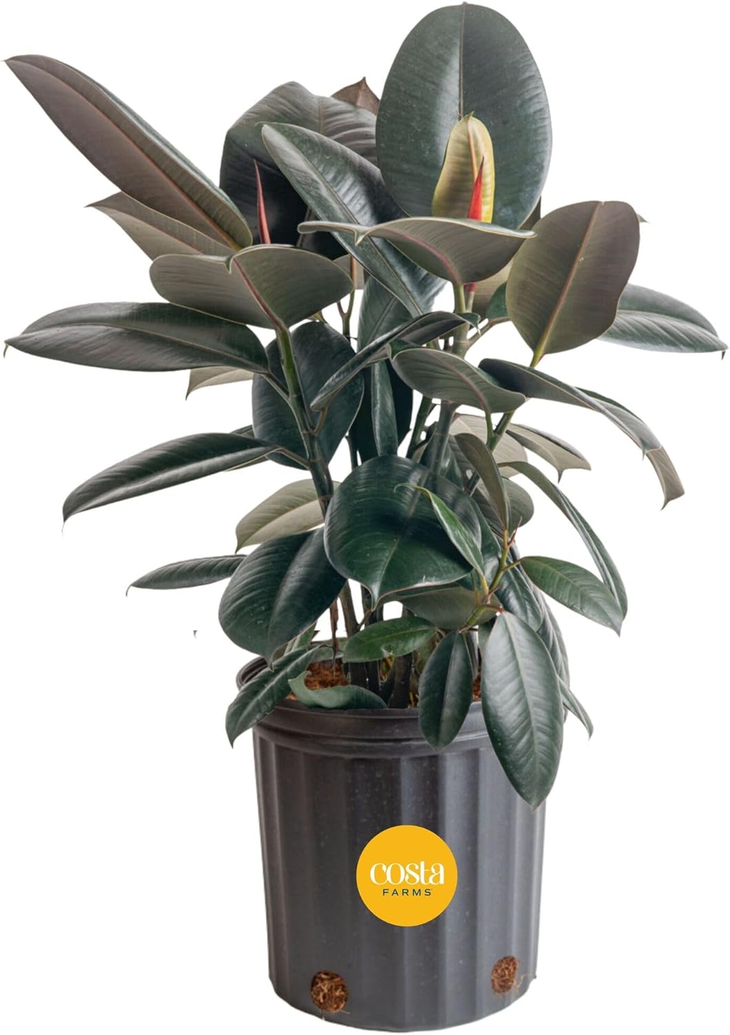 Burgundy Rubber Plant, Live Fi - Rubber Plant Ficus recensione e prezzo