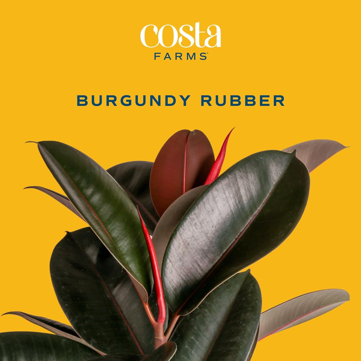 Burgundy Rubber Plant, Live Fi - Rubber Plant Ficus recensione e prezzo