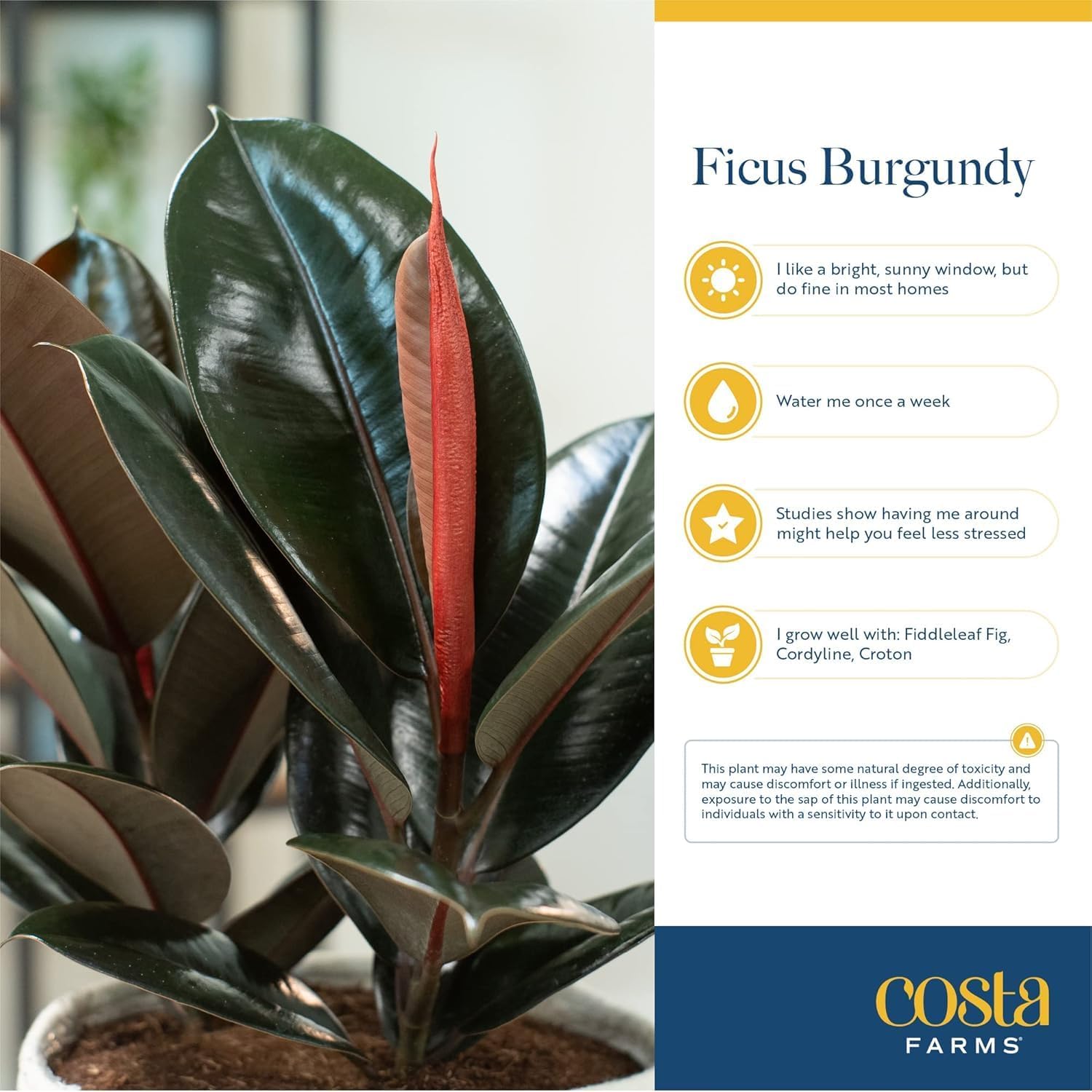 Burgundy Rubber Plant, Live Fi - Rubber Plant Ficus recensione e prezzo