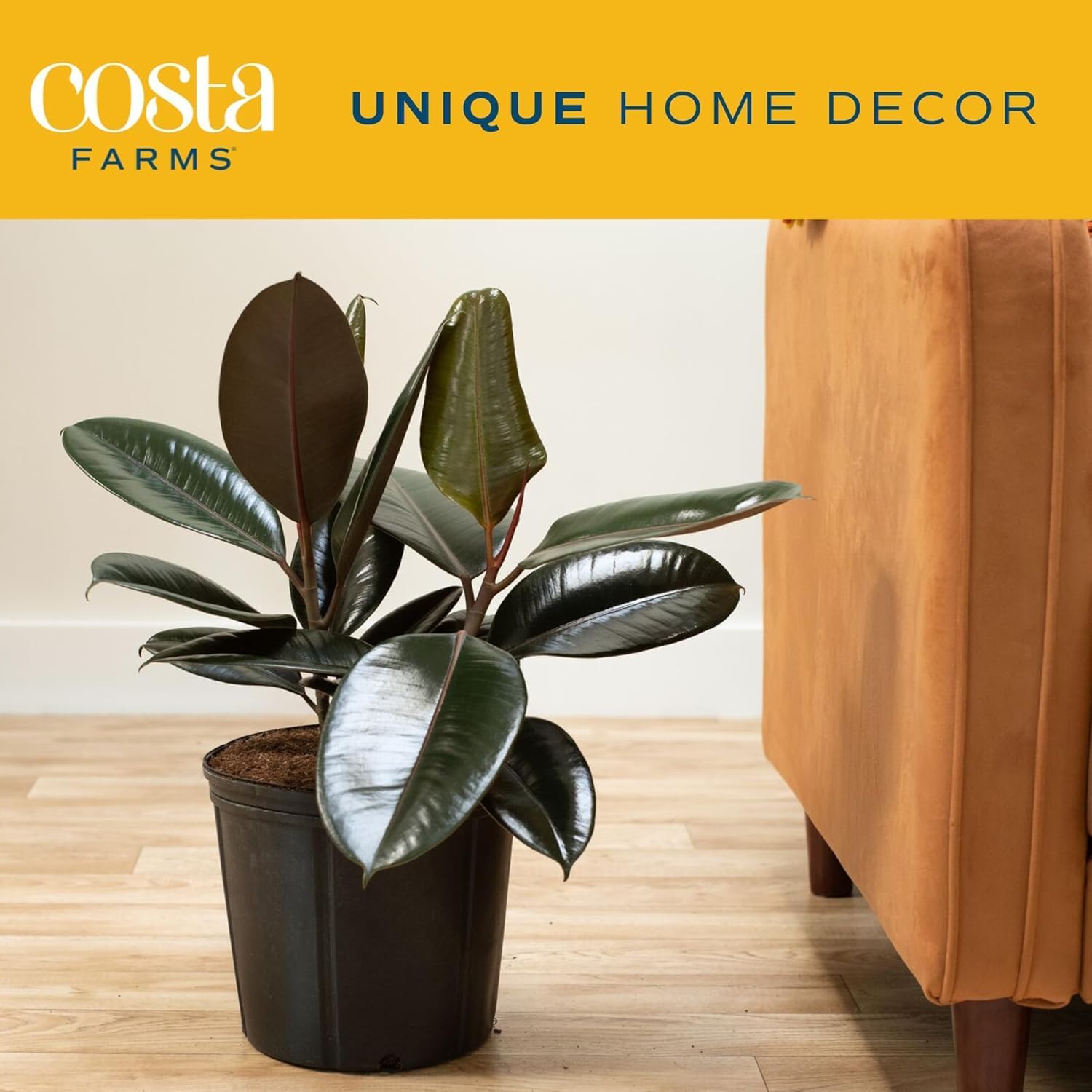 Burgundy Rubber Plant, Live Fi - Rubber Plant Ficus recensione e prezzo