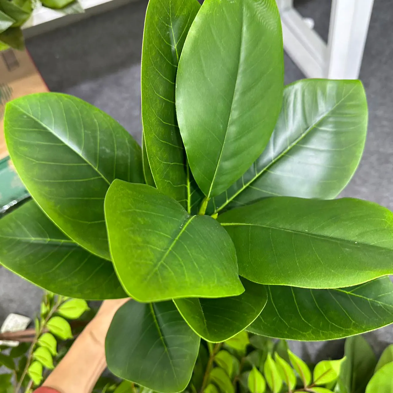 70/135cm Artificial Ficus Tree - Rubber Plant Ficus recensione e prezzo